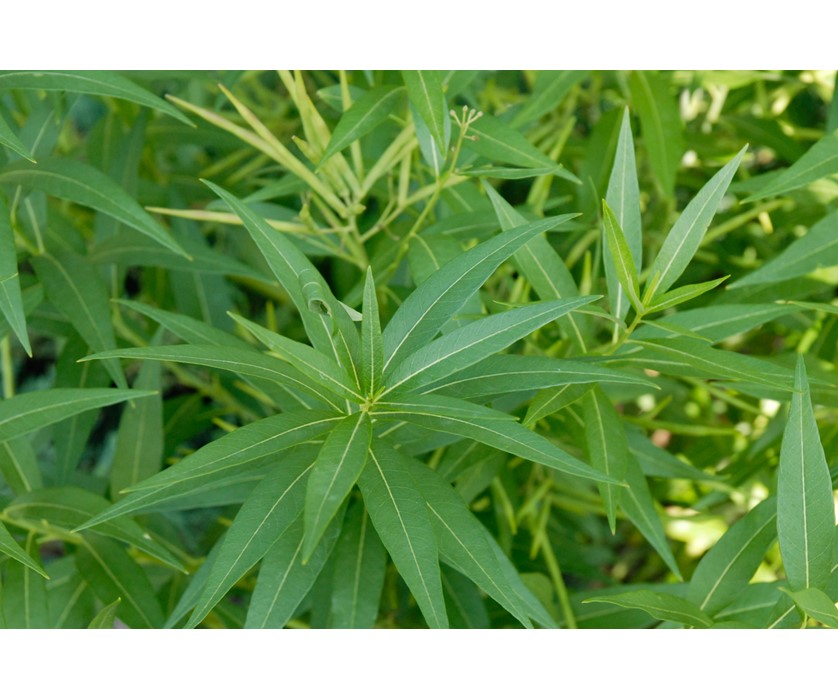Eastern Blue Star